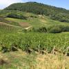 Les côteaux du vin d'Arbois